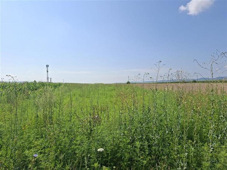 Teren intravilan de 1600 mp, în 9 Mai