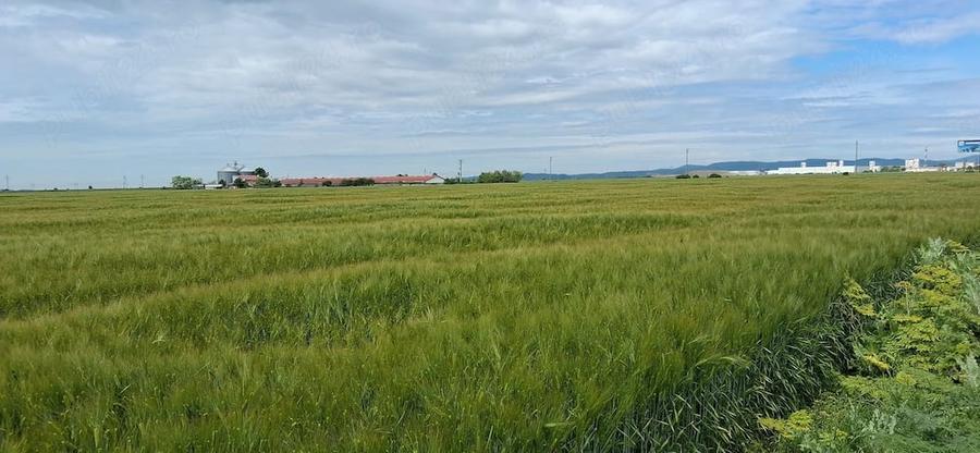 Teren Intravilan - 7.767 mp,deschidere 19.3 ml la DN1 ideal investitii industriale - 1