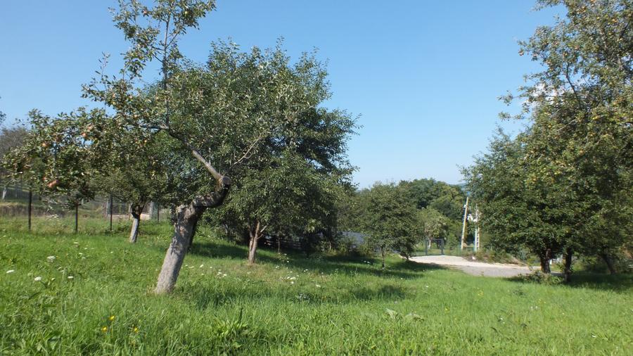 Teren Construcții intravilan de 1364 mp, în Bran