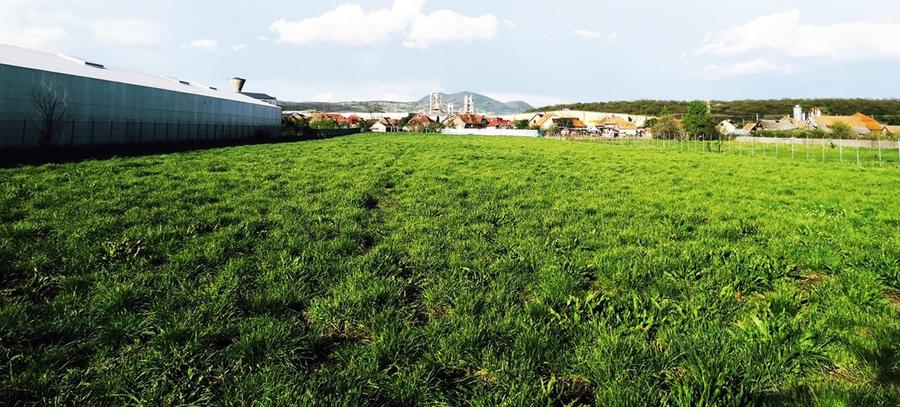 Teren agricol intravilan de 12000 mp, în Ierbuș