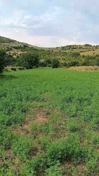 Vand teren intravilan zona de munte Chiojdu buzau - 3
