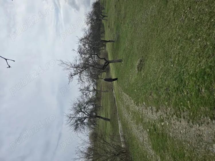 Teren de 9130 mp, în Jiblea Veche