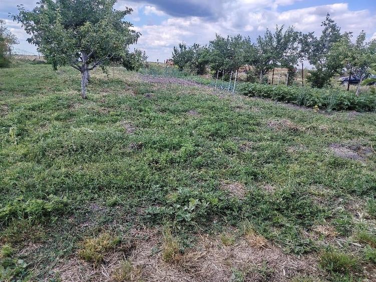 Casă cu Teren 1543 Mp în Șipet