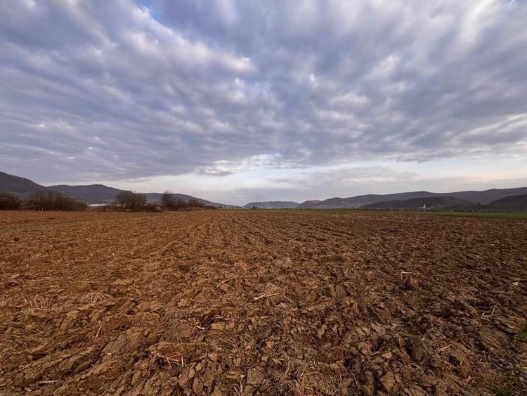 Teren agricol extravilan de 2500 mp, în Sud