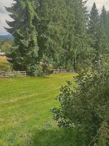 Teren de 3000 mp, în Beliș