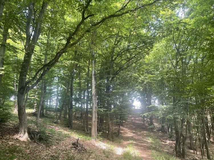 Teren de 16000 mp, în Beudiu