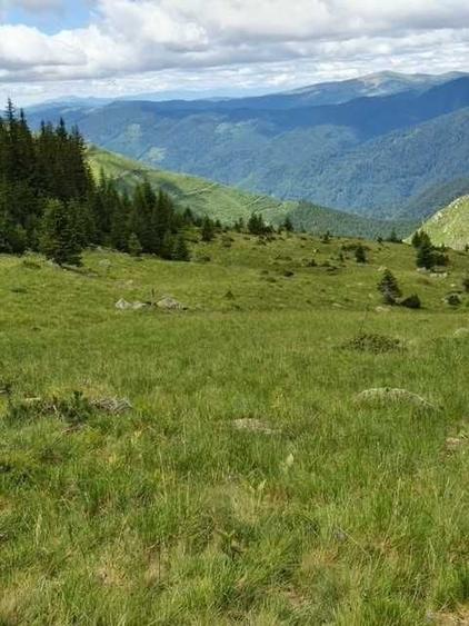 Teren de 1100000 mp, în Nucșoara
