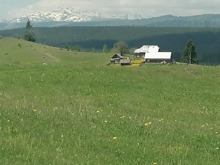 Teren de 45000 mp, în Ortoaia