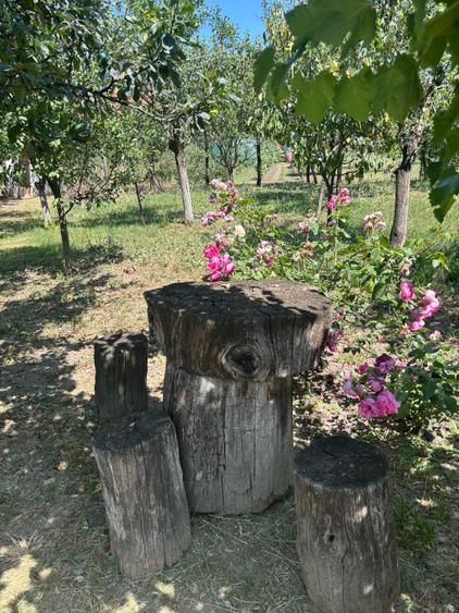 Vand casa in sag cu  gradina mare 277000 euro - 11