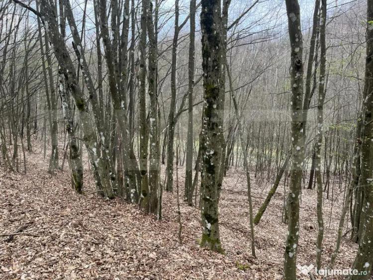 Teren extravilan de vanzare, 3.5 ha padure + pasune in Comun - 4