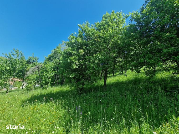 Teren de 3186 mp, în Poiana