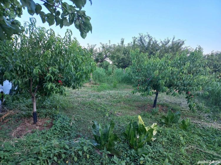 Vand casa de locuit si teren agricol si livada - 5