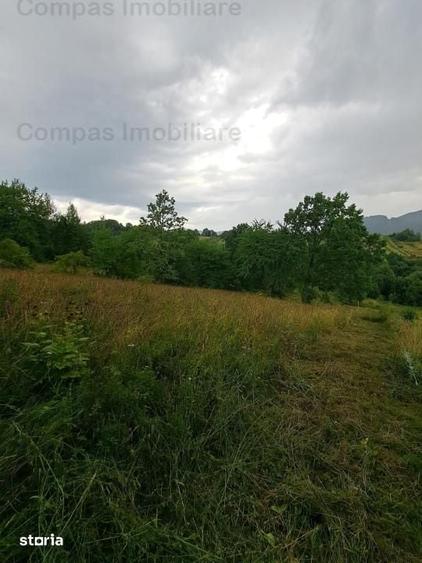Teren de 1000 mp, în Alexandru cel Bun