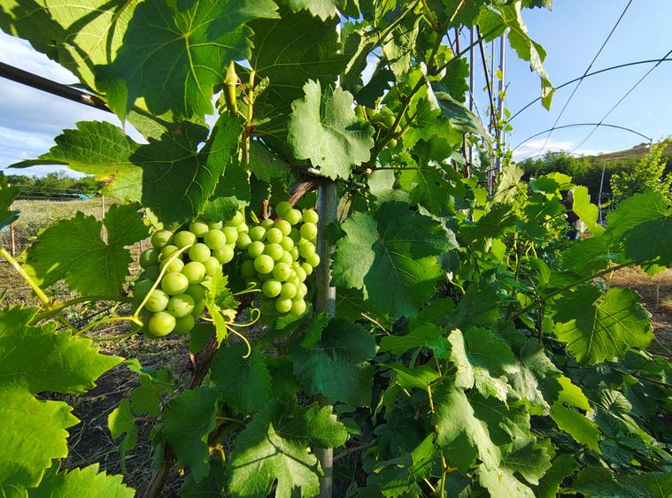 Casă individuală cu 3 camere cu Teren 4453 Mp în Cojocna