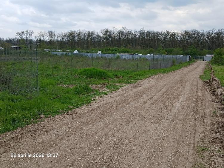 Teren Construcții intravilan de 900 mp, în Cernica