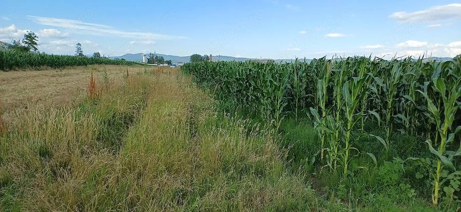Teren de 1000 mp, în Copăcelu