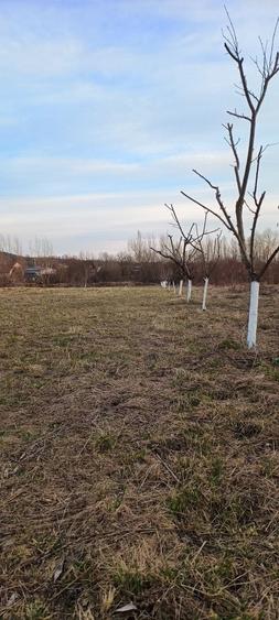 Parcele sau intreg Intabulat ,Intravilan cu Nr de Casa ,drum Privat 4600 mp - 3