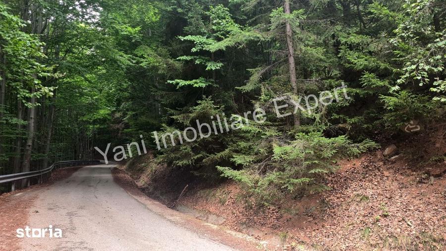 Teren de vanzare pe Transfagara?an, zona Molivi?u ( 69.450 mp ) - 10