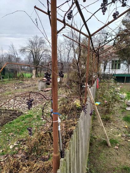 Teren de 3200 mp, în Urlueni