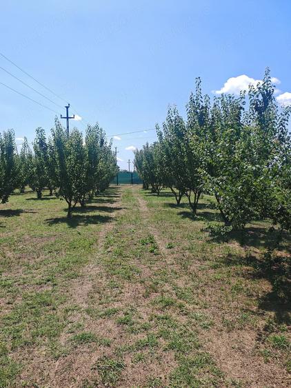 Teren de 1600 mp, în Gostilele