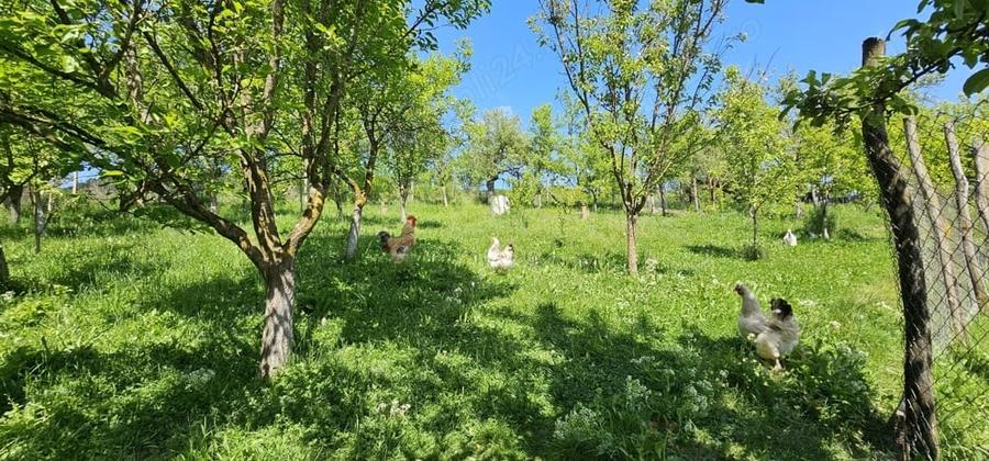 Casă cu 3 camere în Chiochiș