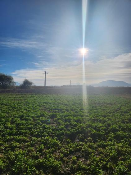 Teren agricol intravilan de 510 mp, în Hălchiu