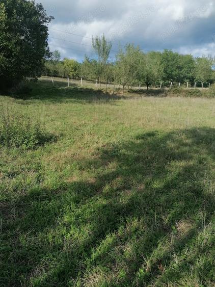 Teren de 6000 mp, în Bobâlna