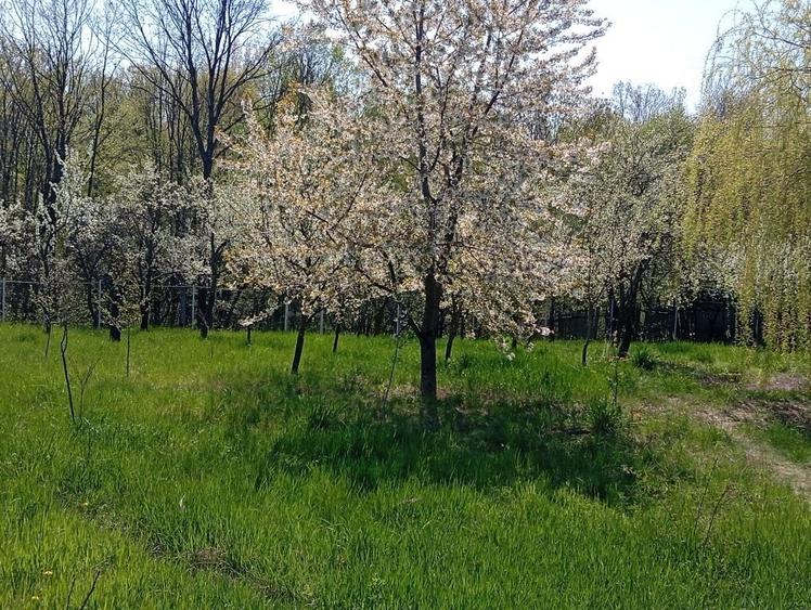 Casă cu 3 camere în Crucișoara