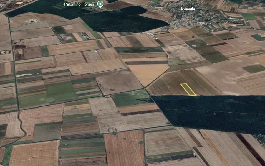 Teren agricol extravilan de 31200 mp, în Dascălu