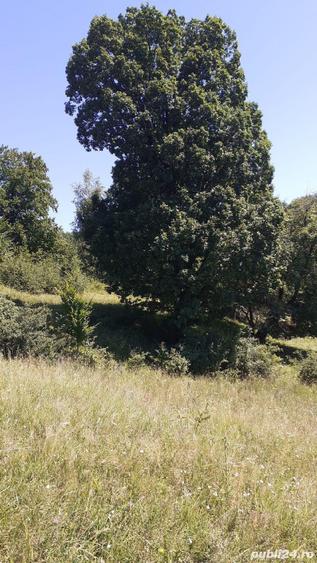 Teren de 10000 mp, în Chiciureni