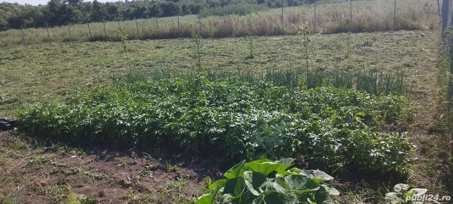 Teren de 540 mp, în Remetea Mare