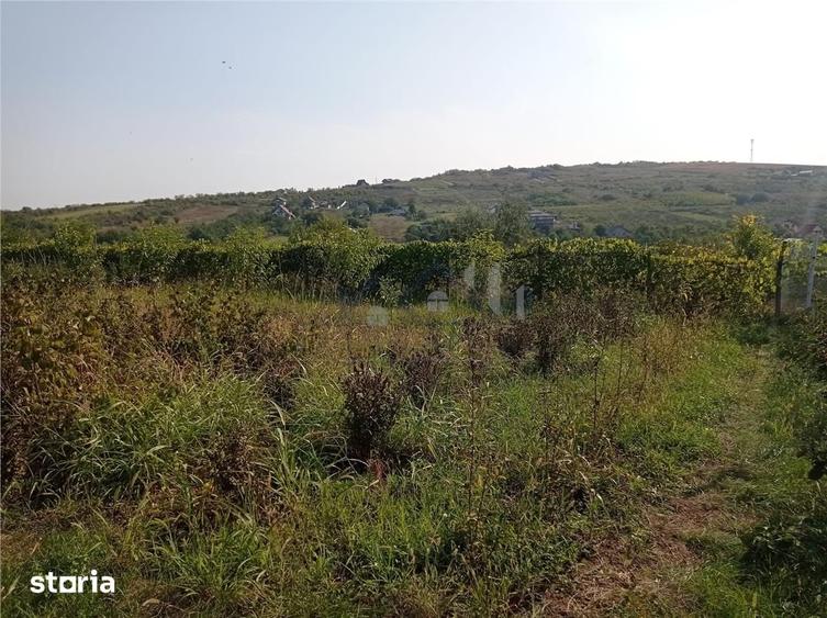 Intravilan - Tomesti - Teren si Cabana din Lemn - 7