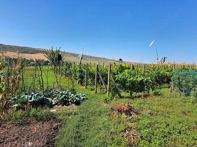 Casa + 9.500 mp teren + vie + livada | rebricea, la 30 km de ia?i | 185.000 - 2