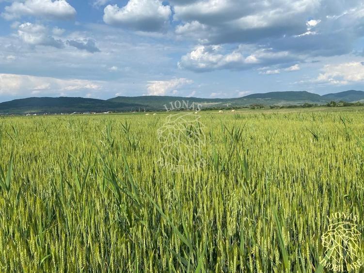 Teren agricol extravilan de 4300 mp, în Chintelnic