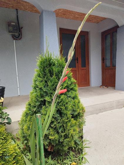 Casă cu 5 camere cu Teren 1100 Mp în Umbrărești