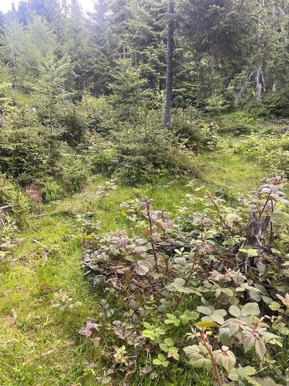Teren de 250 mp, în Central