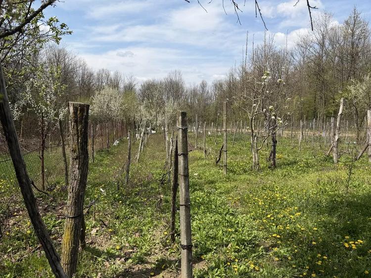 Casă individuală cu 5 camere cu Teren 3568 Mp în Budieni