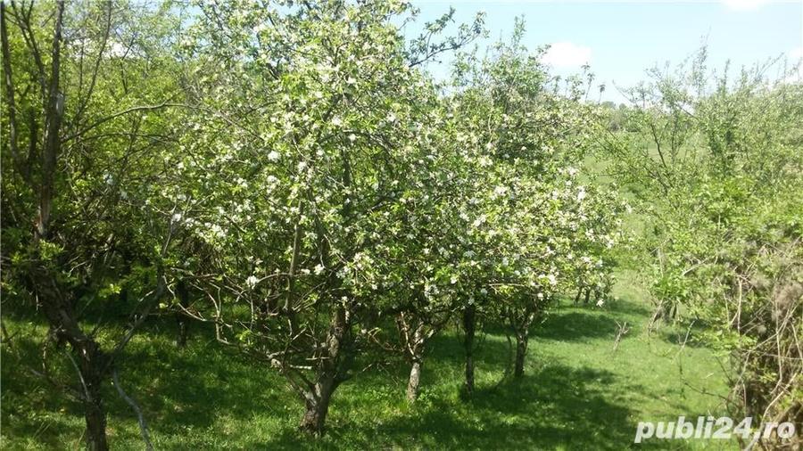 Teren de 950 mp, în Dealul Malului