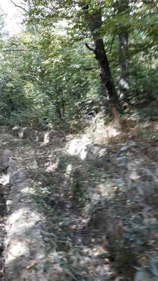Teren agricol extravilan de 80000 mp, în Filipeștii de Pădure