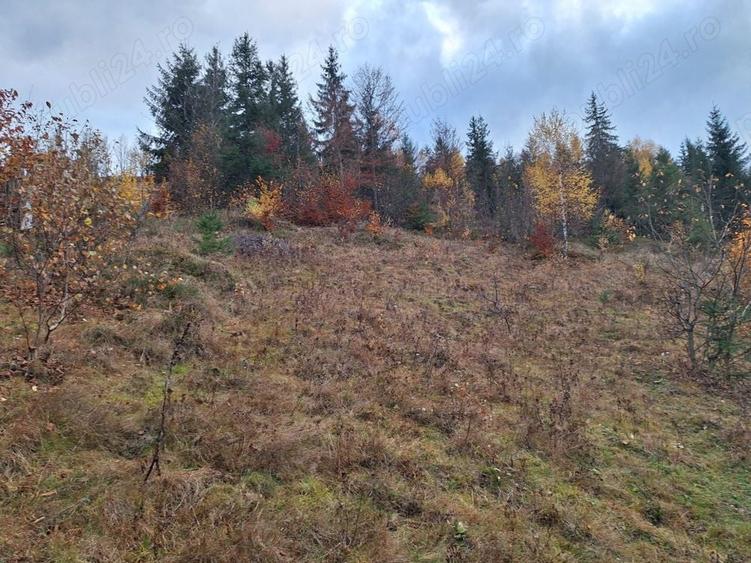 Teren de 1000 mp, în Fericet