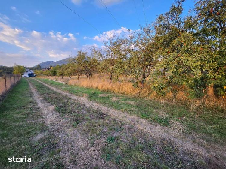 Teren de 8200 mp, în Alexandru cel Bun