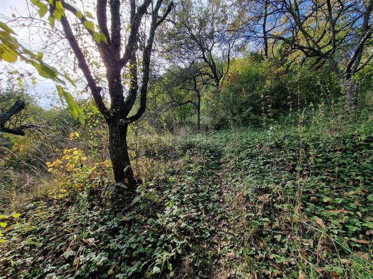 Casă cu Teren 4770 Mp în Central