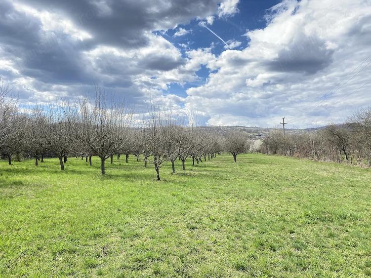 Teren de 7000 mp, în Berevoești