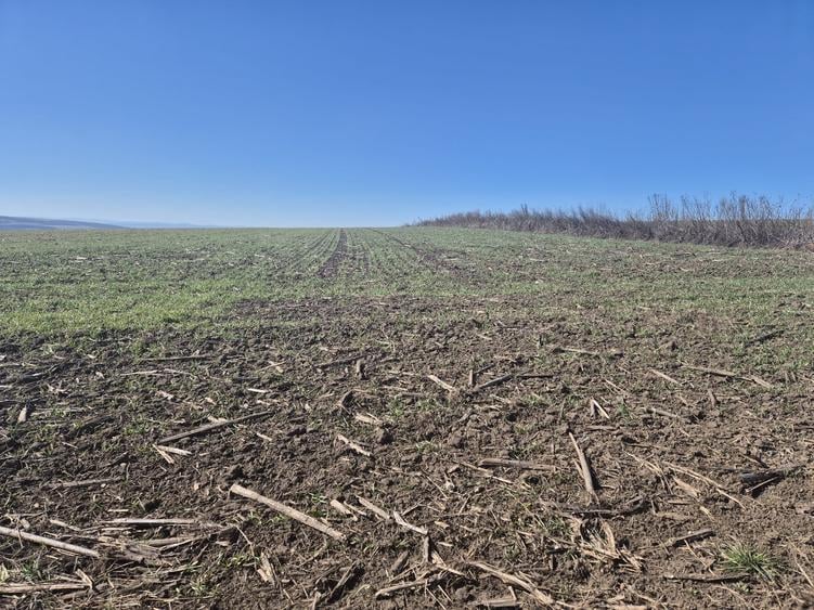 Teren intravilan de 6000 mp, în Șcheia
