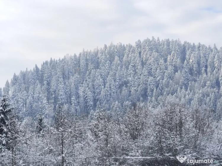 Teren de 22600 mp, în Sucevița
