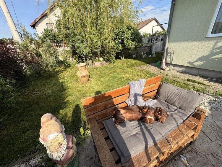 Casa pet friendly de inchiriat Sacalaz Timis - 2