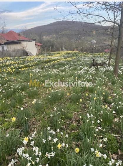 Casă cu 3 camere cu Teren 1397 Mp în Ștefănești