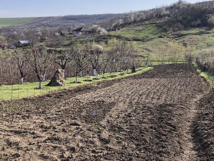 Teren de 5000 mp, în Miroslava