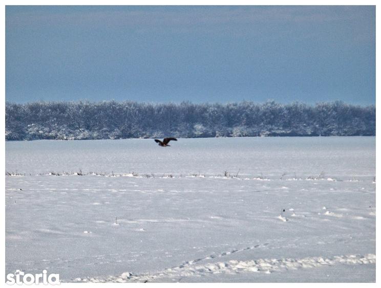 Sat Pope?ti. Curent. Padure. Aer curat, liniste, acces usor Bucuresti. - 10