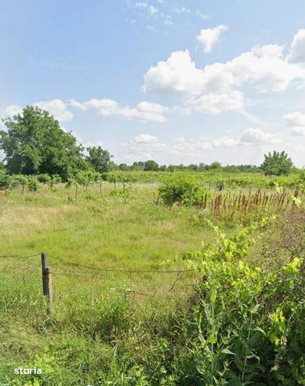 Teren intravilan construibil 1700 mp Ograzile ( Merei) - 4